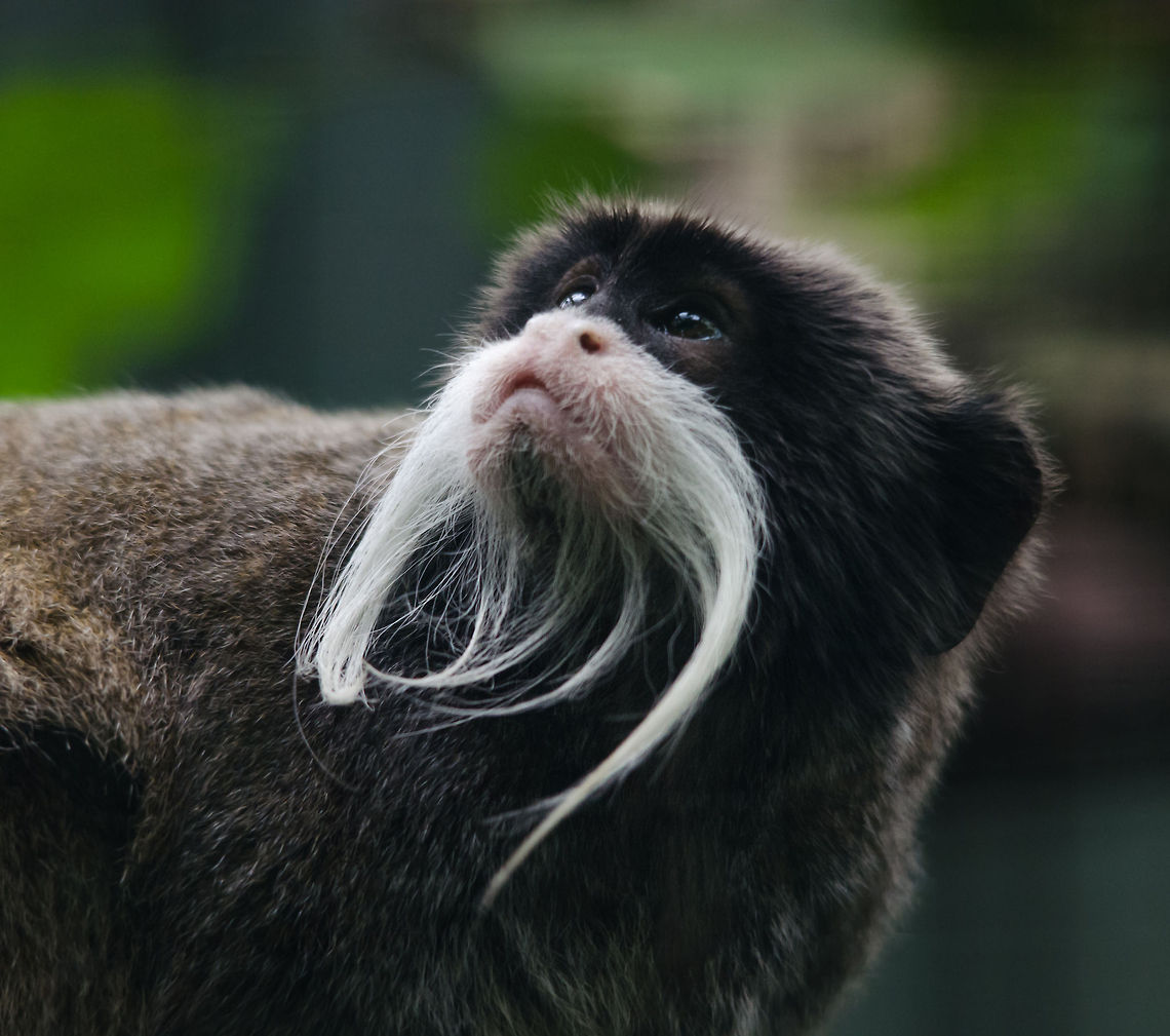 Emperor Tamarin daydreaming of future empire, Epe Zoo  Emperor Tamarin,Epe,Europe,Geotagged,Netherlands,Saguinus imperator,Wissel