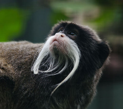 Emperor Tamarin daydreaming of future empire, Epe Zoo  Emperor Tamarin,Epe,Europe,Geotagged,Netherlands,Saguinus imperator,Wissel