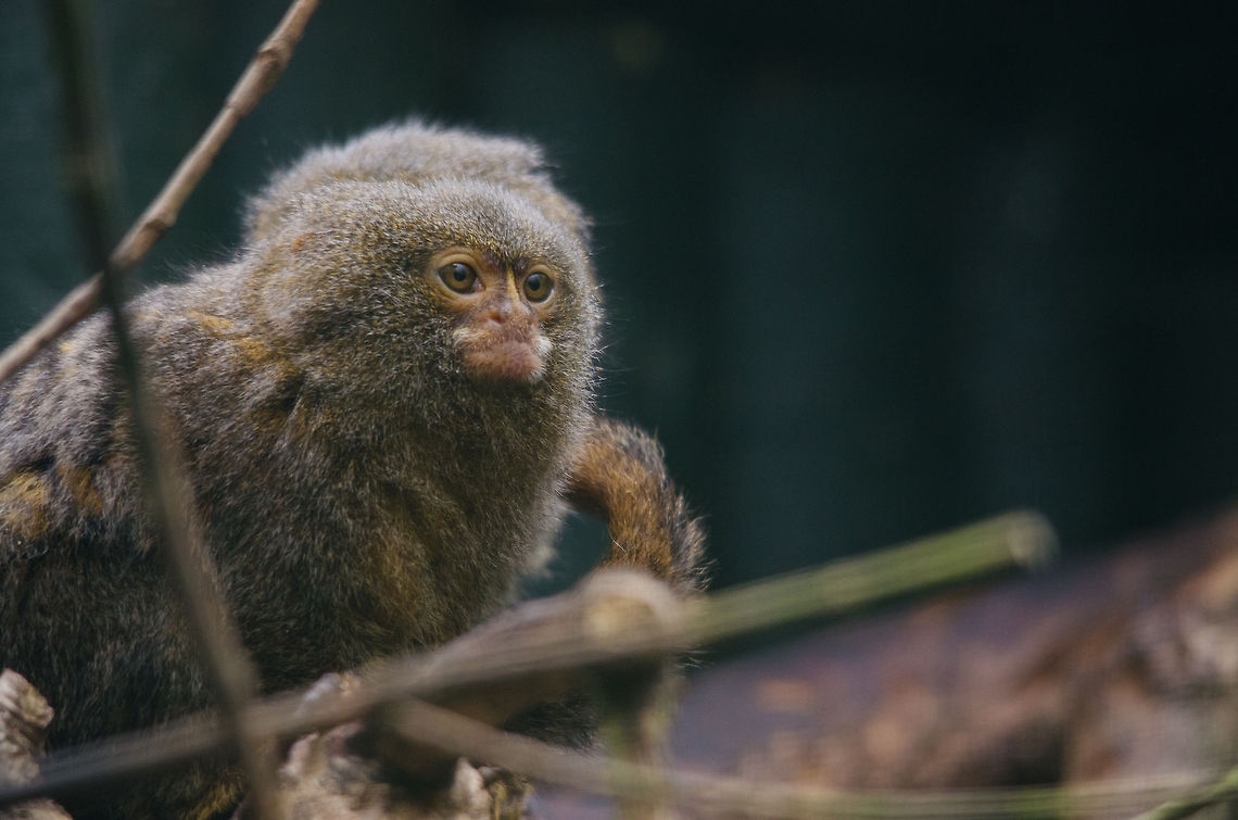 Pygmy Marmoset, Epe Zoo  Cebuella pygmaea,Epe,Europe,Geotagged,Netherlands,Pygmy marmoset,The Netherlands,Wissel