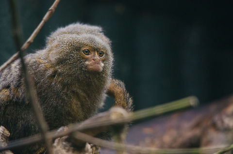 Pygmy Marmoset, Epe Zoo  Cebuella pygmaea,Epe,Europe,Geotagged,Netherlands,Pygmy marmoset,The Netherlands,Wissel
