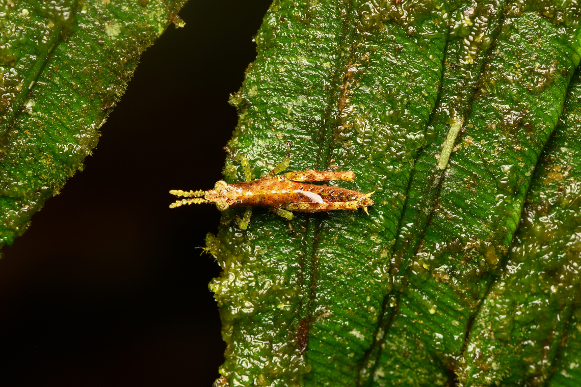 Juvenile grasshopper, La Isla Escondida, Colombia  Colombia,Colombia 2024,Fall,Geotagged,La Isla Escondida,South America,World