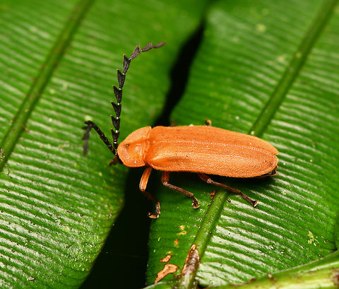 Vesta sp., La Isla Escondida, Colombia Net-winged beetle. Colombia,Colombia 2024,Fall,Geotagged,La Isla Escondida,South America,World