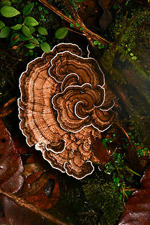 Trametes sp., La Isla Escondida, Colombia  Colombia,Colombia 2024,Fall,Geotagged,La Isla Escondida,South America,World