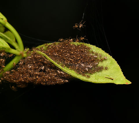 Spiderlings, La Isla Escondida, Colombia  Colombia,Colombia 2024,Fall,Geotagged,La Isla Escondida,South America,World