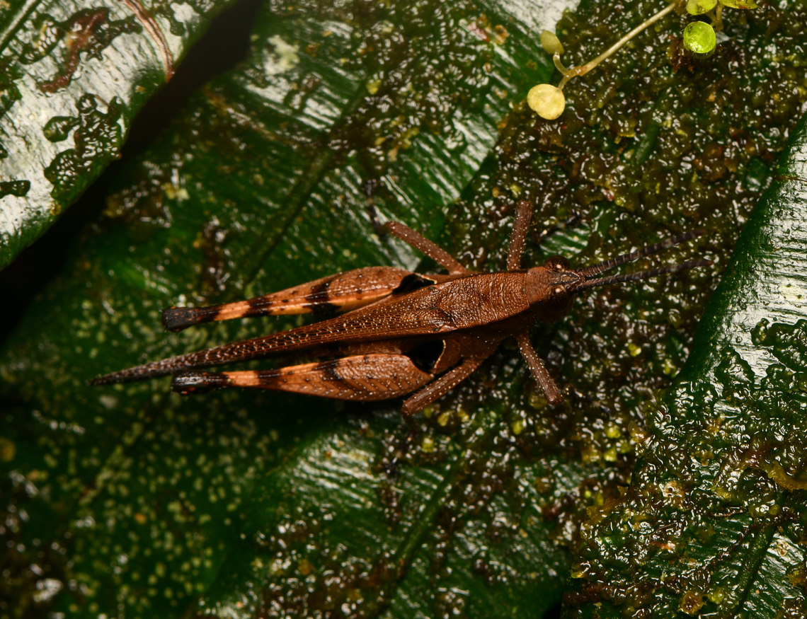 Xiphiola cyanoptera, La Isla Escondida, Colombia  Colombia,Colombia 2024,Fall,Geotagged,La Isla Escondida,South America,World,Xiphiola cyanoptera
