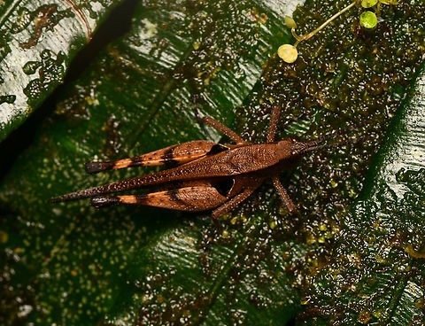 Xiphiola cyanoptera, La Isla Escondida, Colombia  Colombia,Colombia 2024,Fall,Geotagged,La Isla Escondida,South America,World,Xiphiola cyanoptera