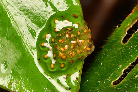 Frog eggs, La Isla Escondida, Colombia  Colombia,Colombia 2024,Fall,Geotagged,La Isla Escondida,South America,World