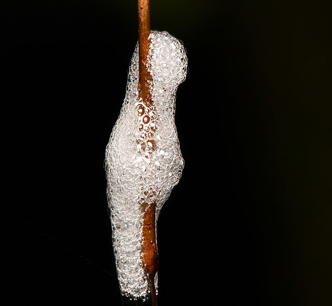 Spittlebug bubbles, La Isla Escondida, Colombia  Colombia,Colombia 2024,Fall,Geotagged,La Isla Escondida,South America,World