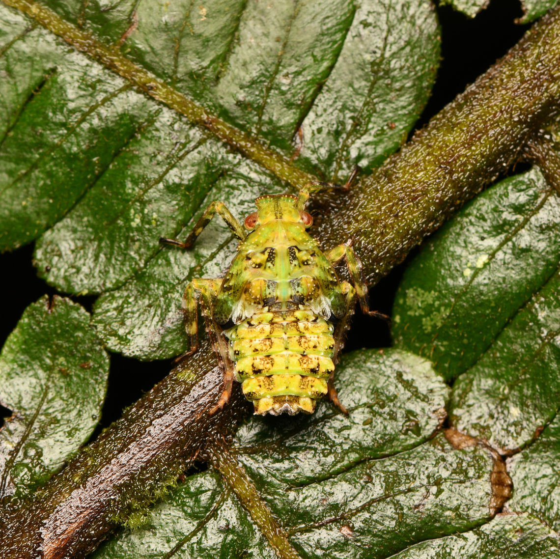 Fulgorid nymph, La Isla Escondida, Colombia  Colombia,Colombia 2024,Fall,Geotagged,La Isla Escondida,South America,World