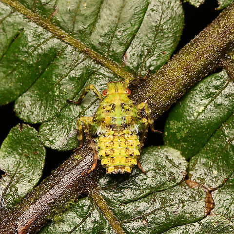 Fulgorid nymph, La Isla Escondida, Colombia  Colombia,Colombia 2024,Fall,Geotagged,La Isla Escondida,South America,World