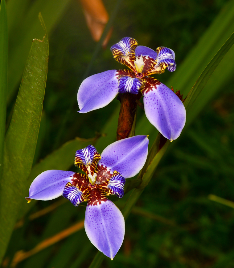 Trimezia sabini, La Isla Escondida, Colombia  Colombia,Colombia 2024,Fall,Geotagged,La Isla Escondida,South America,Trimezia sabini,World