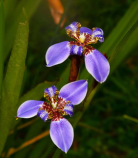 Trimezia sabini, La Isla Escondida, Colombia  Colombia,Colombia 2024,Fall,Geotagged,La Isla Escondida,South America,Trimezia sabini,World