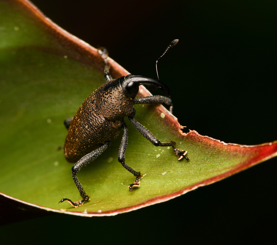 Heilus sp., La Isla Escondida, Colombia  Colombia,Colombia 2024,Fall,Geotagged,La Isla Escondida,South America,World