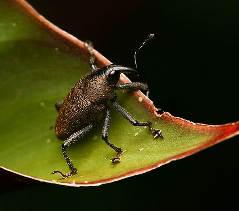 Heilus sp., La Isla Escondida, Colombia  Colombia,Colombia 2024,Fall,Geotagged,La Isla Escondida,South America,World