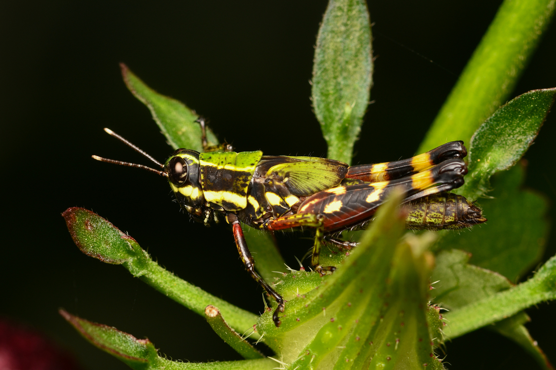 Tetrataenia surinama, La Isla Escondida, Colombia  Colombia,Colombia 2024,Fall,Geotagged,La Isla Escondida,South America,Tetrataenia surinama,World