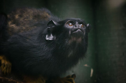 Red-handed Tamarin, Epe Zoo  Epe,Europe,Geotagged,Netherlands,Red-handed tamarin,Saguinus midas,The Netherlands,Wissel