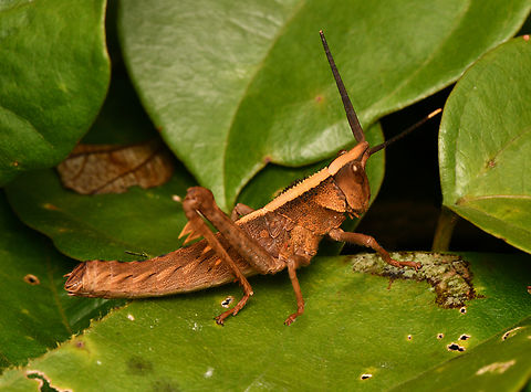 Aeolacris octomaculata, La Isla Escondida, Colombia  Aeolacris octomaculata,Colombia,Colombia 2024,Fall,Geotagged,La Isla Escondida,South America,World