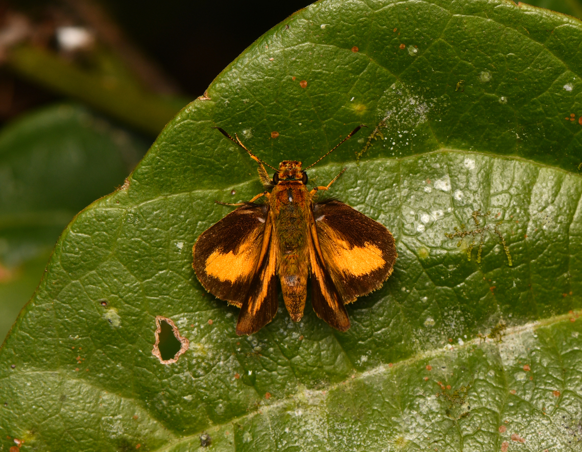 Anthoptus epictetus, La Isla Escondida, Colombia  Anthoptus epictetus,Colombia,Colombia 2024,Fall,Geotagged,La Isla Escondida,South America,Trailside Skipper,World