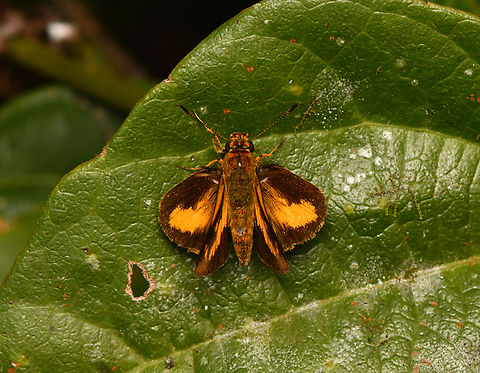 Anthoptus epictetus, La Isla Escondida, Colombia  Anthoptus epictetus,Colombia,Colombia 2024,Fall,Geotagged,La Isla Escondida,South America,Trailside Skipper,World