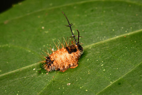 Catonephele acontius, La Isla Escondida, Colombia  Catonephele acontius,Colombia,Colombia 2024,Fall,Geotagged,La Isla Escondida,South America,Unspotted Firewing,World