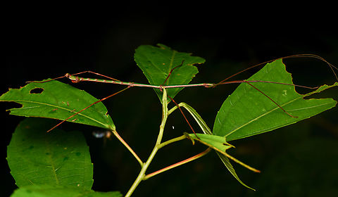 Libethroidea tenuis, La Isla Escondida, Colombia Pretty large stick insect.
https://www.jungledragon.com/image/167398/libethroidea_tenuis_la_isla_escondida_colombia.html Colombia,Colombia 2024,Fall,Geotagged,La Isla Escondida,Libethroidea tenuis,South America,World
