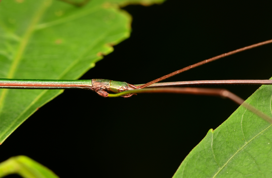 Libethroidea tenuis - head, La Isla Escondida, Colombia <figure class="photo"><a href="https://www.jungledragon.com/image/167397/libethroidea_tenuis_la_isla_escondida_colombia.html" title="Libethroidea tenuis, La Isla Escondida, Colombia"><img src="https://s3.amazonaws.com/media.jungledragon.com/images/2/167397_thumb.jpg?AWSAccessKeyId=05GMT0V3GWVNE7GGM1R2&Expires=1769040010&Signature=QeSpZXJmFxS%2FezLGCjNm25L3PT8%3D" width="200" height="118" alt="Libethroidea tenuis, La Isla Escondida, Colombia Pretty large stick insect.<br />
https://www.jungledragon.com/image/167398/libethroidea_tenuis_la_isla_escondida_colombia.html Colombia,Colombia 2024,Fall,Geotagged,La Isla Escondida,Libethroidea tenuis,South America,World" /></a></figure> Colombia,Colombia 2024,Fall,Geotagged,La Isla Escondida,Libethroidea tenuis,South America,World