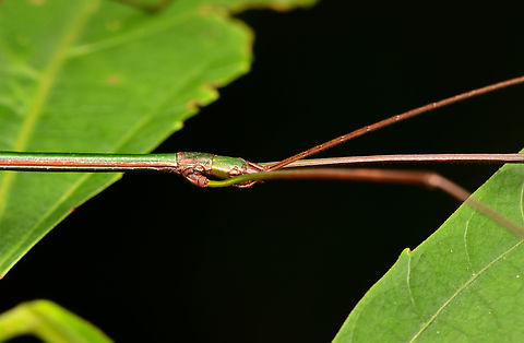Libethroidea tenuis - head, La Isla Escondida, Colombia https://www.jungledragon.com/image/167397/libethroidea_tenuis_la_isla_escondida_colombia.html Colombia,Colombia 2024,Fall,Geotagged,La Isla Escondida,Libethroidea tenuis,South America,World