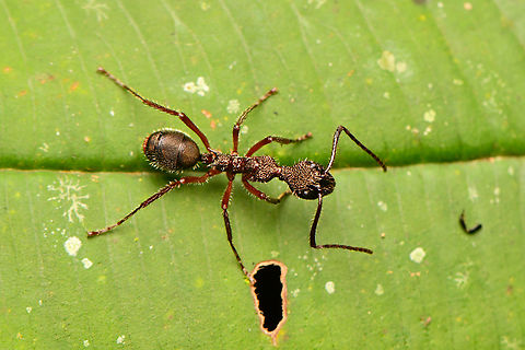 Dolichoderus attelaboides, La Isla Escondida, Colombia  Colombia,Colombia 2024,Dolichoderus attelaboides,Fall,Geotagged,La Isla Escondida,South America,World