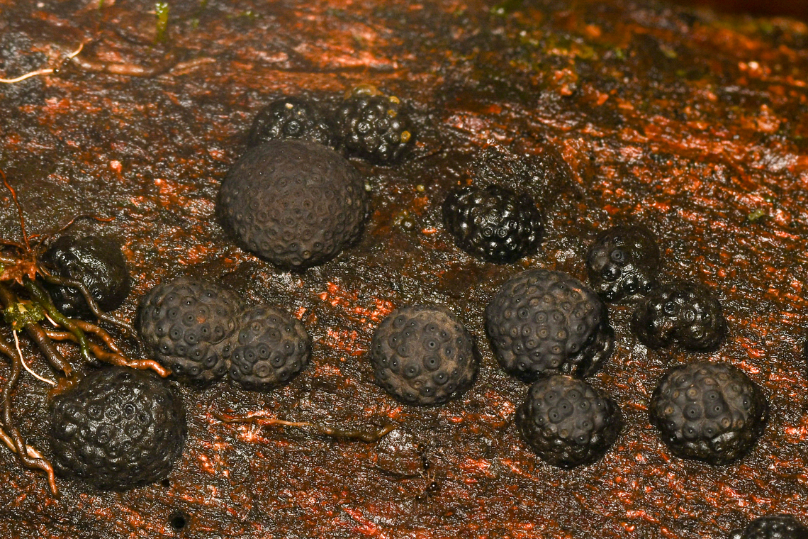 Jackrogersella cohaerens, La Isla Escondida, Colombia  Beechwood Woodwart,Colombia,Colombia 2024,Fall,Geotagged,Jackrogersella cohaerens,La Isla Escondida,South America,World