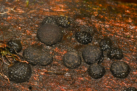 Jackrogersella cohaerens, La Isla Escondida, Colombia  Beechwood Woodwart,Colombia,Colombia 2024,Fall,Geotagged,Jackrogersella cohaerens,La Isla Escondida,South America,World