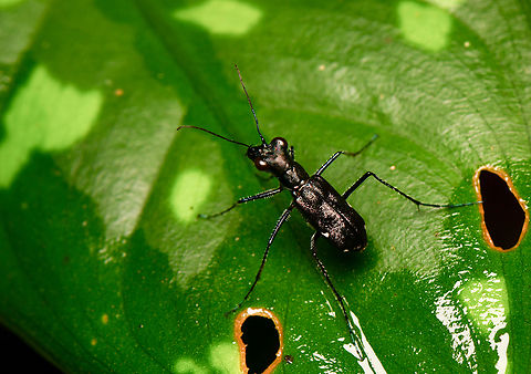Black Tiger Beetle, La Isla Escondida, Colombia  Colombia,Colombia 2024,Fall,Geotagged,La Isla Escondida,South America,World