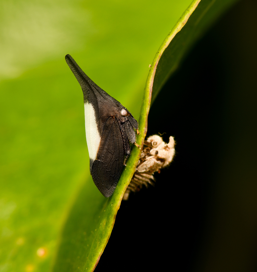 Enchenopa albidorsa, La Isla Escondida, Colombia  Colombia,Colombia 2024,Enchenopa albidorsa,Fall,Geotagged,La Isla Escondida,South America,World
