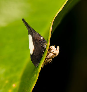 Enchenopa albidorsa, La Isla Escondida, Colombia  Colombia,Colombia 2024,Enchenopa albidorsa,Fall,Geotagged,La Isla Escondida,South America,World