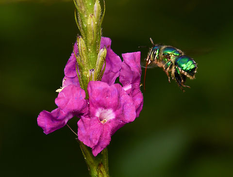 Euglossa macrorhyncha, La Isla Escondida, Colombia Orchid bee in flight with proboscis out. Colombia,Colombia 2024,Euglossa macrorhyncha,Fall,Geotagged,La Isla Escondida,South America,World