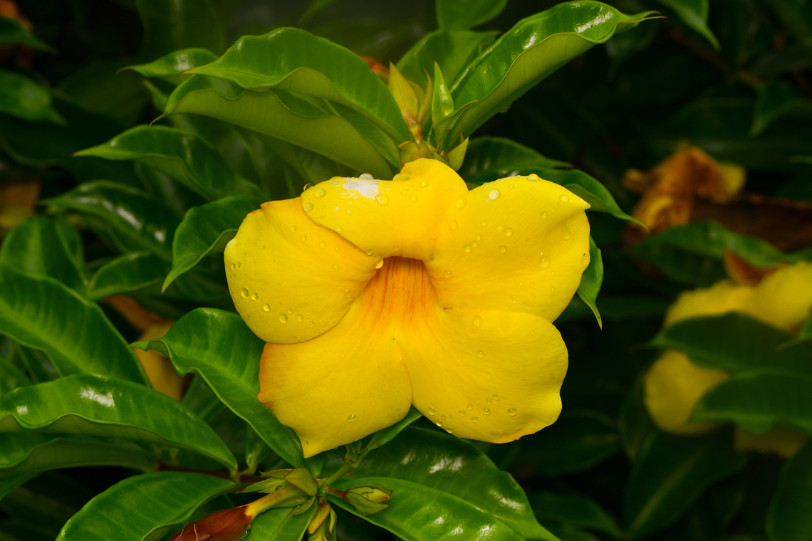 Allamanda cathartica, La Isla Escondida, Colombia  Allamanda cathartica,Colombia,Colombia 2024,Fall,Geotagged,Golden Trumpet,La Isla Escondida,South America,World