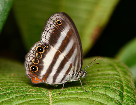 Pareuptychia ocirrhoe, La Isla Escondida, Colombia  Colombia,Colombia 2024,Fall,Geotagged,La Isla Escondida,Pareuptychia ocirrhoe,South America,White Satyr,World