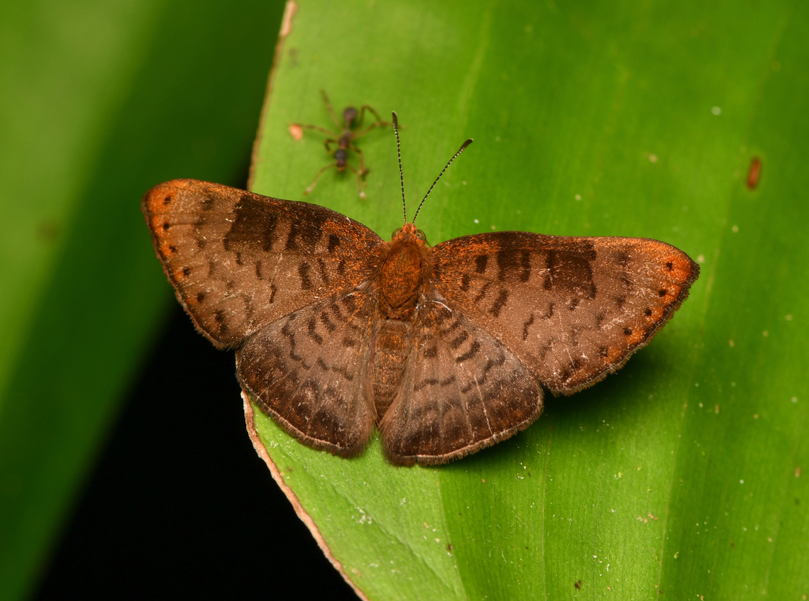 Emesis temesa, La Isla Escondida, Colombia  Colombia,Colombia 2024,Emesis temesa,Fall,Geotagged,La Isla Escondida,South America,World