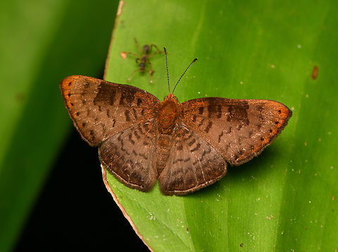 Emesis temesa, La Isla Escondida, Colombia  Colombia,Colombia 2024,Emesis temesa,Fall,Geotagged,La Isla Escondida,South America,World