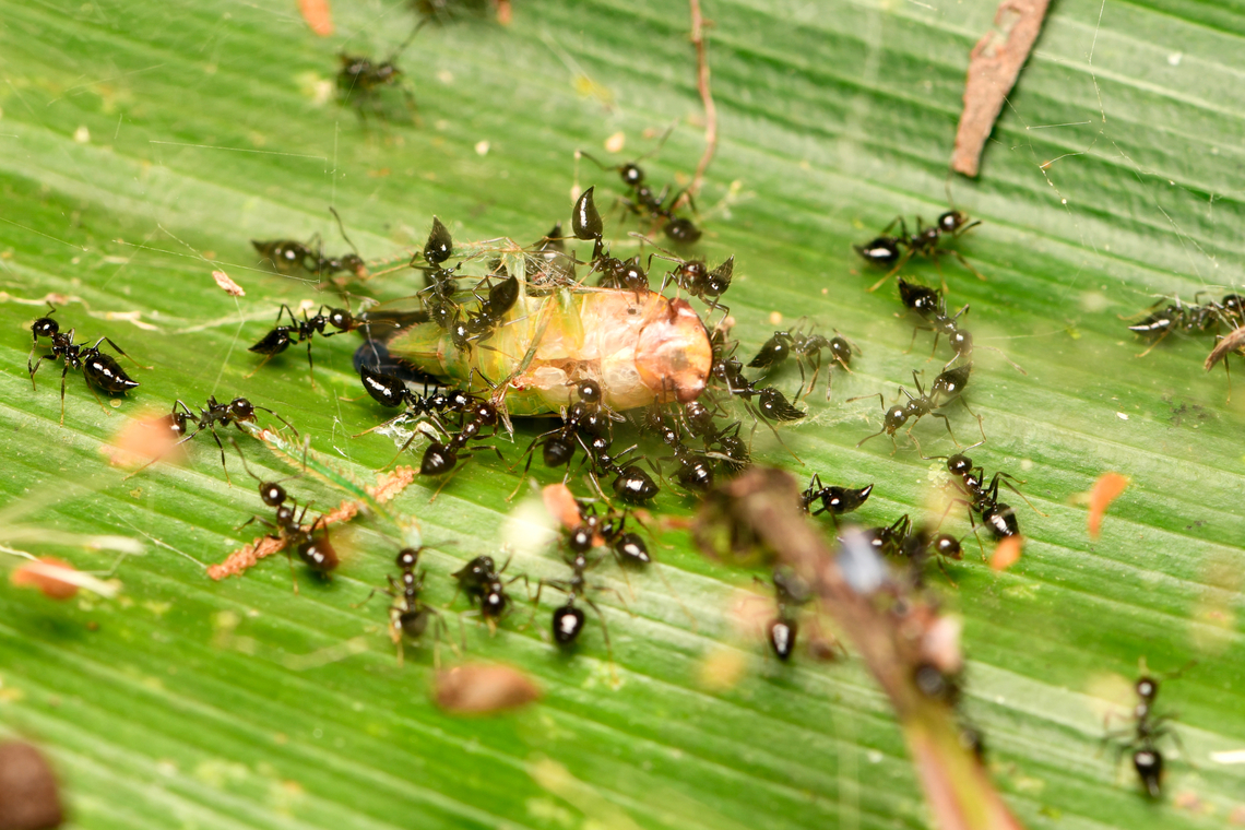Crematogaster nigropilosa, La Isla Escondida, Colombia Processing a cicada. Colombia,Colombia 2024,Crematogaster nigropilosa,Fall,Geotagged,La Isla Escondida,South America,World