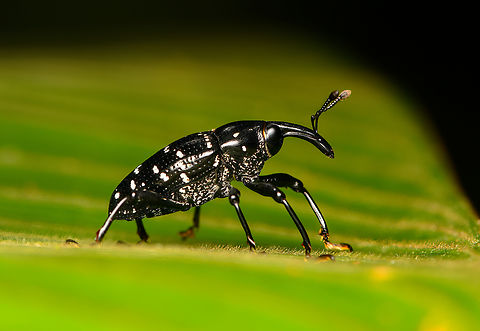 Black/white-spotted Curculionoidea, La Isla Escondida, Colombia In the Cholini tribe.
https://www.jungledragon.com/image/167414/blackwhite-spotted_curculionoidea_la_isla_escondida_colombia.html Colombia,Colombia 2024,Fall,Geotagged,La Isla Escondida,South America,World