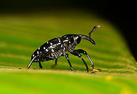 Black/white-spotted Curculionoidea, La Isla Escondida, Colombia In the Cholini tribe.<br />
https://www.jungledragon.com/image/167414/blackwhite-spotted_curculionoidea_la_isla_escondida_colombia.html Colombia,Colombia 2024,Fall,Geotagged,La Isla Escondida,South America,World