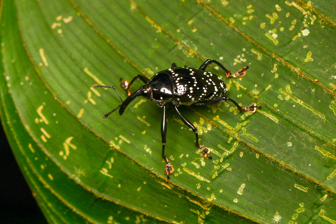 Black/white-spotted Curculionoidea, La Isla Escondida, Colombia In the Cholini tribe.<br />
<figure class="photo"><a href="https://www.jungledragon.com/image/167413/blackwhite-spotted_curculionoidea_la_isla_escondida_colombia.html" title="Black/white-spotted Curculionoidea, La Isla Escondida, Colombia"><img src="https://s3.amazonaws.com/media.jungledragon.com/images/2/167413_thumb.jpg?AWSAccessKeyId=05GMT0V3GWVNE7GGM1R2&Expires=1769040010&Signature=lt2L9SEQfGkxnaCDLwnvc3R%2FiXY%3D" width="200" height="138" alt="Black/white-spotted Curculionoidea, La Isla Escondida, Colombia In the Cholini tribe.<br />
https://www.jungledragon.com/image/167414/blackwhite-spotted_curculionoidea_la_isla_escondida_colombia.html Colombia,Colombia 2024,Fall,Geotagged,La Isla Escondida,South America,World" /></a></figure> Colombia,Colombia 2024,Fall,Geotagged,La Isla Escondida,South America,World