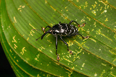 Black/white-spotted Curculionoidea, La Isla Escondida, Colombia In the Cholini tribe.
https://www.jungledragon.com/image/167413/blackwhite-spotted_curculionoidea_la_isla_escondida_colombia.html Colombia,Colombia 2024,Fall,Geotagged,La Isla Escondida,South America,World