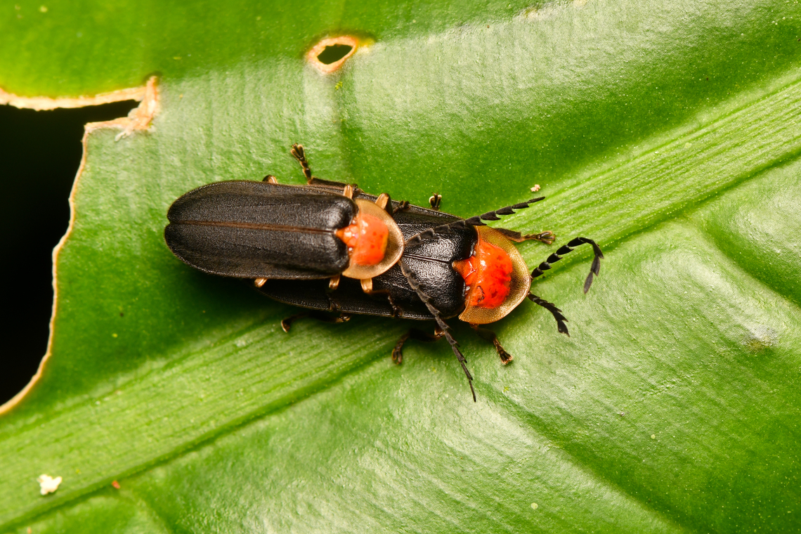 Fireflies mating, La Isla Escondida, Colombia Possibly in the Photinus genus. Colombia,Colombia 2024,Fall,Geotagged,La Isla Escondida,South America,World