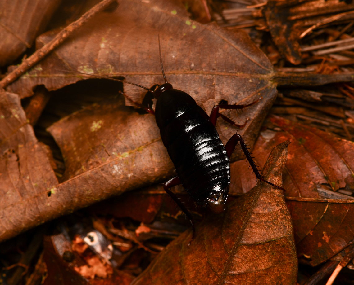 Dark cockroach, La Isla Escondida, Colombia  Colombia,Colombia 2024,Fall,Geotagged,La Isla Escondida,South America,World