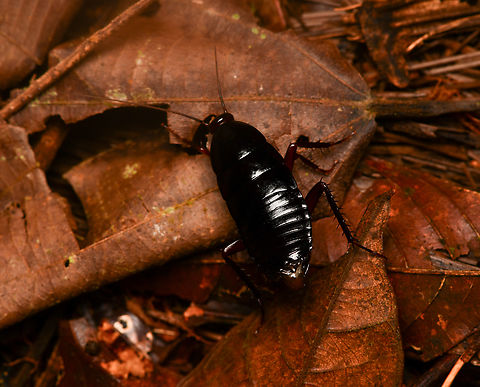 Dark cockroach, La Isla Escondida, Colombia  Colombia,Colombia 2024,Fall,Geotagged,La Isla Escondida,South America,World