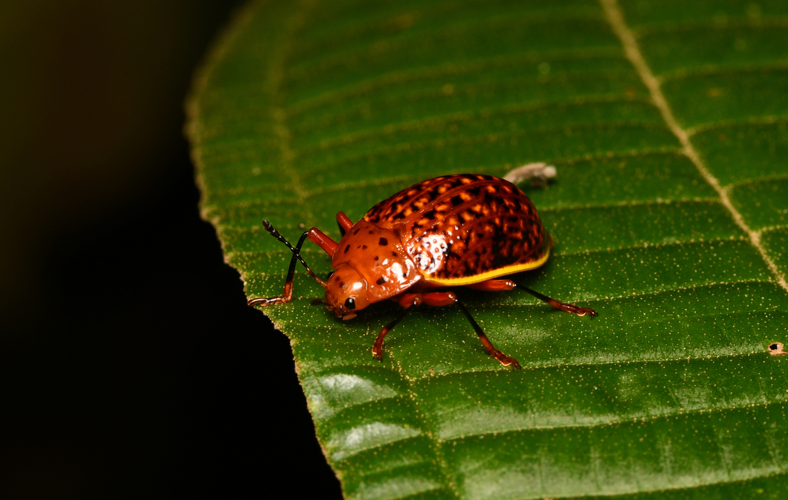 Erotylina maculiventris, La Isla Escondida, Colombia  Colombia,Colombia 2024,Erotylina maculiventris,Fall,Geotagged,La Isla Escondida,South America,World