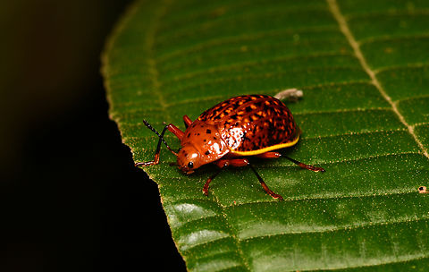 Erotylina maculiventris, La Isla Escondida, Colombia  Colombia,Colombia 2024,Erotylina maculiventris,Fall,Geotagged,La Isla Escondida,South America,World