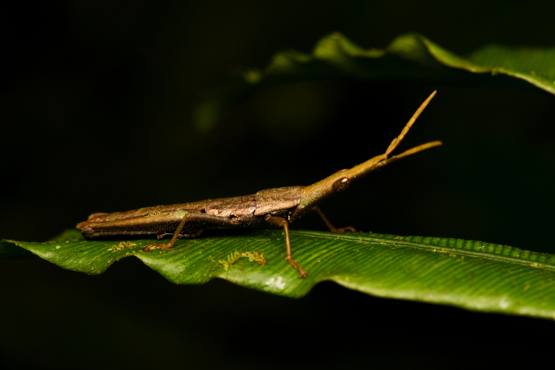 Omura congrua, La Isla Escondida, Colombia This is the male. The female is much larger:<br />
<figure class="photo"><a href="https://www.jungledragon.com/image/166132/omura_congrua_female_la_isla_escondida_colombia.html" title="Omura congrua (female), La Isla Escondida, Colombia"><img src="https://s3.amazonaws.com/media.jungledragon.com/images/2/166132_thumb.jpg?AWSAccessKeyId=05GMT0V3GWVNE7GGM1R2&Expires=1759968010&Signature=VZeKvZx%2FdluEYmtL%2FOINv0tGXFQ%3D" width="200" height="134" alt="Omura congrua (female), La Isla Escondida, Colombia https://www.jungledragon.com/image/166133/omura_congrua_female_la_isla_escondida_colombia.html<br />
Superb camouflage on this female. Here is the male:<br />
<br />
https://www.jungledragon.com/image/166127/omura_congrua_male_la_isla_escondida_colombia.html Colombia,Colombia 2024,Fall,Gaudy Grasshopper,Geotagged,La Isla Escondida,Omura congrua,South America,World" /></a></figure> Colombia,Colombia 2024,Fall,Gaudy Grasshopper,Geotagged,La Isla Escondida,Omura congrua,South America,World