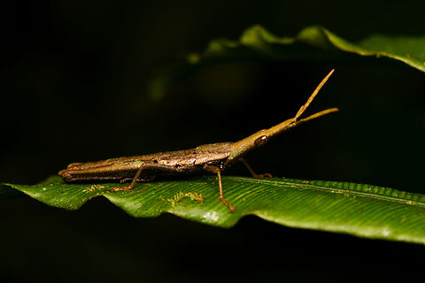 Omura congrua, La Isla Escondida, Colombia This is the male. The female is much larger:
https://www.jungledragon.com/image/166132/omura_congrua_female_la_isla_escondida_colombia.html Colombia,Colombia 2024,Fall,Gaudy Grasshopper,Geotagged,La Isla Escondida,Omura congrua,South America,World